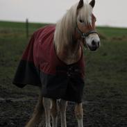 Tyroler Haflinger Hoya Af Elghuset