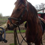 Welsh Cob (sec D) Chopins Ziva