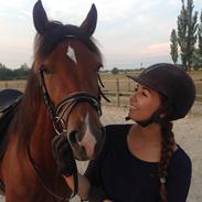 Welsh Cob (sec D) Chopins Ziva