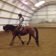 Welsh Cob (sec D) Chopins Ziva