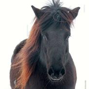 Islænder Dana frá Litlu-Sandvík