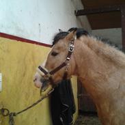 Welsh Pony (sec B) Sunny