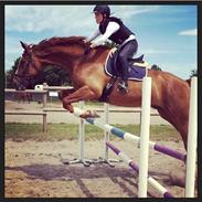 Polsk Varmblod Cyklon