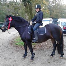 Anden særlig race Karoline