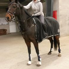 Anden særlig race Picasso