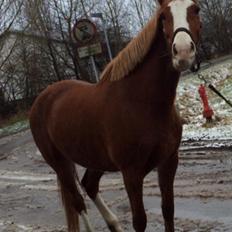 Anden særlig race Paloma