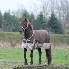 Anden særlig race Cekita R.I.P