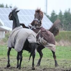 Anden særlig race Cekita R.I.P