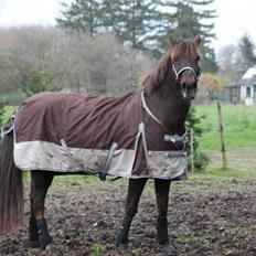 Anden særlig race Cekita R.I.P