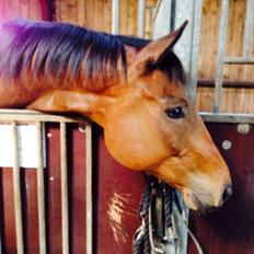 Fuldblod (XX) King Of York