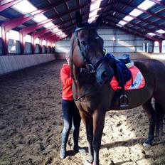 Fuldblod (XX) King Of York