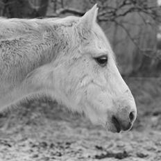 Anden særlig race Moonlight
