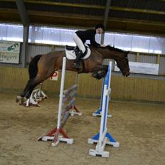 Dansk Varmblod Lexus <3 R.I.P 