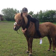 Anden særlig race Jupitor * Himmelhest *