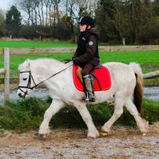 Welsh Mountain (sec A) Rosso Bianco