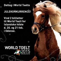 Islænder Magnus f Moselundgård DK2008104997