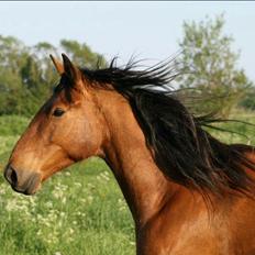 Anden særlig race Gladstone Gander