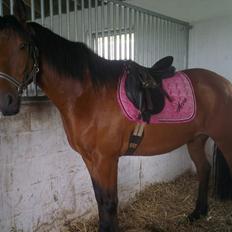 Anden særlig race Gladstone Gander