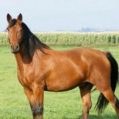 Anden særlig race Gladstone Gander