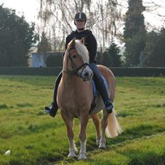 Haflinger Nyrups stjerne. (Walle)