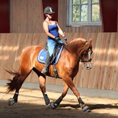 Welsh Cob (sec D) Valhallas Lord Matrafal