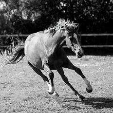 DSP Kimberly´s Rasheeka 