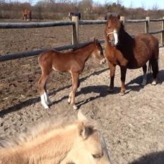 Welsh Partbred (Sec F) Stenhedegårds Goliat