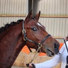 Welsh Partbred (Sec F) Stenhedegårds Goliat