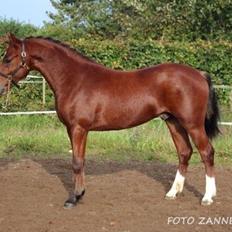 Welsh Partbred (Sec F) Stenhedegårds Goliat