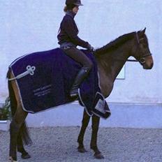 Fuldblod (XX) Bailey Blue