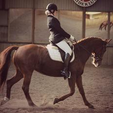 Anden særlig race Sunrise *Sunnie*