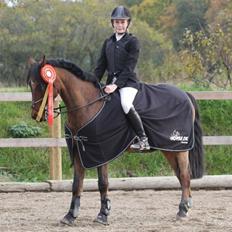 Irsk Sportspony Siempre Amigo