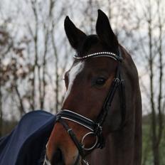 Tysk Oldenburger Lilly Marleen (Lille Lilly)