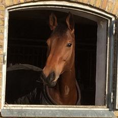 Dansk Varmblod Elmegårds Comma RIP