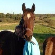 Dansk Varmblod Sandbæk's Astonia 'tideligere hest'