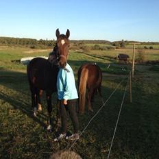 Dansk Varmblod Sandbæk's Astonia 'tideligere hest'