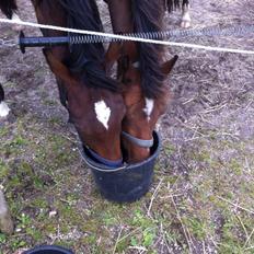 Dansk Varmblod Sandbæk's Astonia 'tideligere hest'