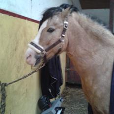 Welsh Pony (sec B) Sunny