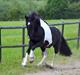 Tobiano Friesian ~Bentley~ af Bølå