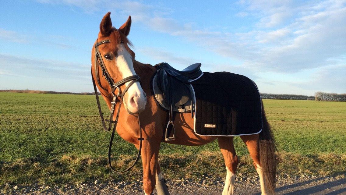 DSP Flicha billede 3