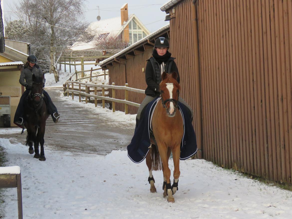 Anden særlig race Bastian billede 5