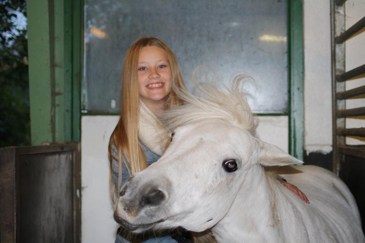 Welsh Mountain (sec A) Loke - "Succes opnås ikke ved at være fejlfri. Succes bliver først en realitet, når du bestemmer dig for ikke at give op.“ - Foto: Maria billede 15