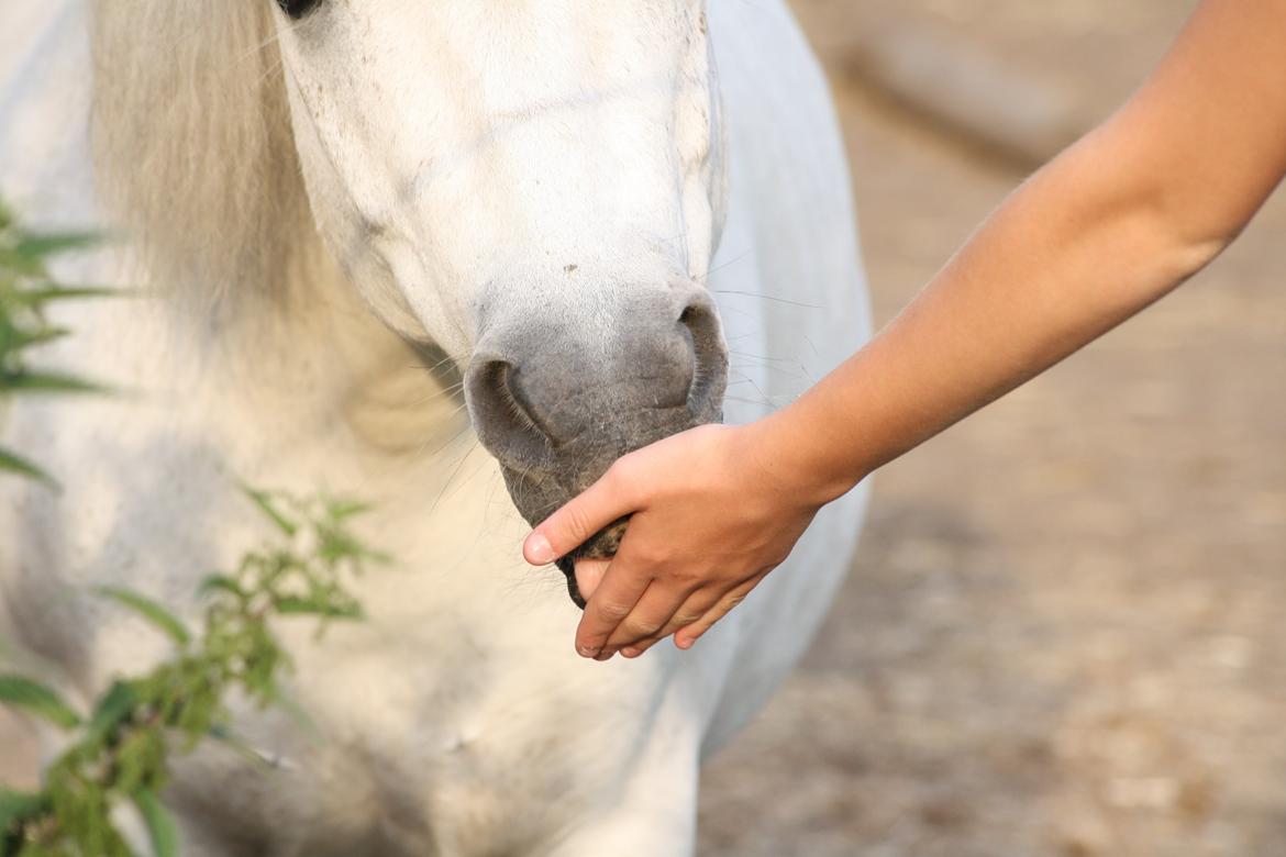 Welsh Mountain (sec A) Loke - "You see a horse, I see my bestfriend." - Foto: Cecilie billede 12