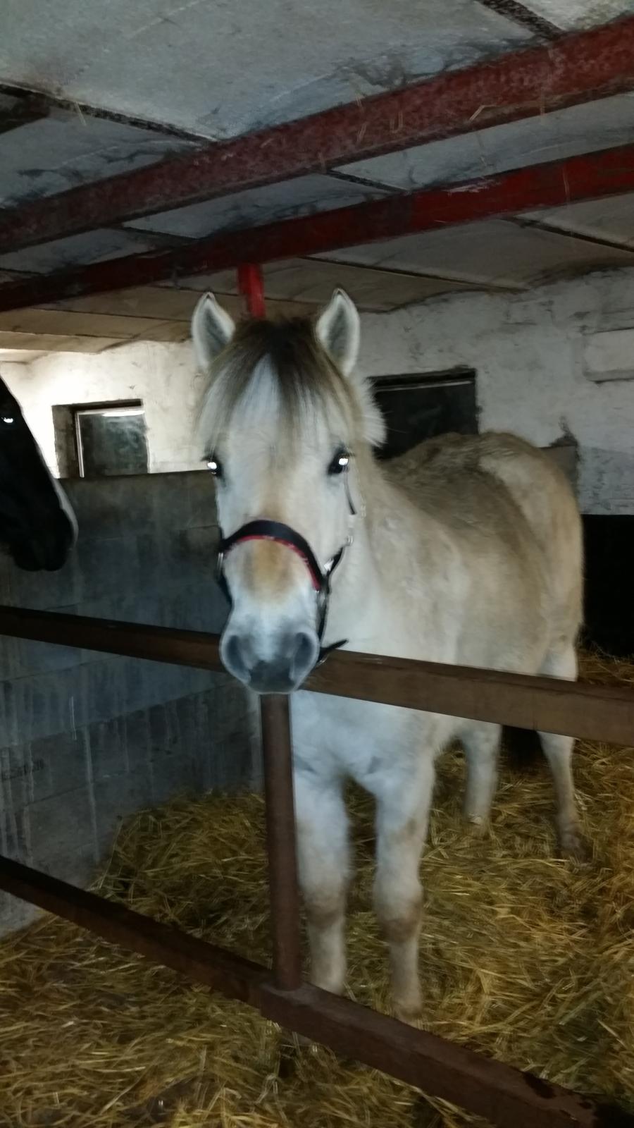 Fjordhest Clara  billede 19