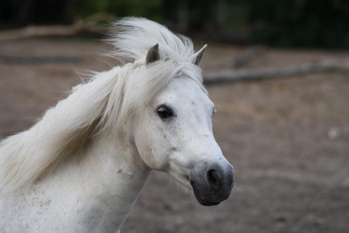 Welsh Mountain (sec A) Loke - Supermodellen ;-) - Foto: Mig billede 8