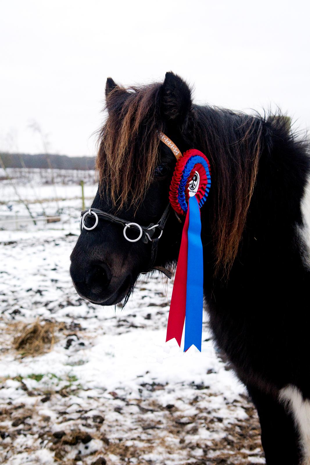 Anden særlig race Bastian - Bastian med rossetten vi vandt til sløjfespring, 30 cm fra jord ♥ December 2014 billede 33