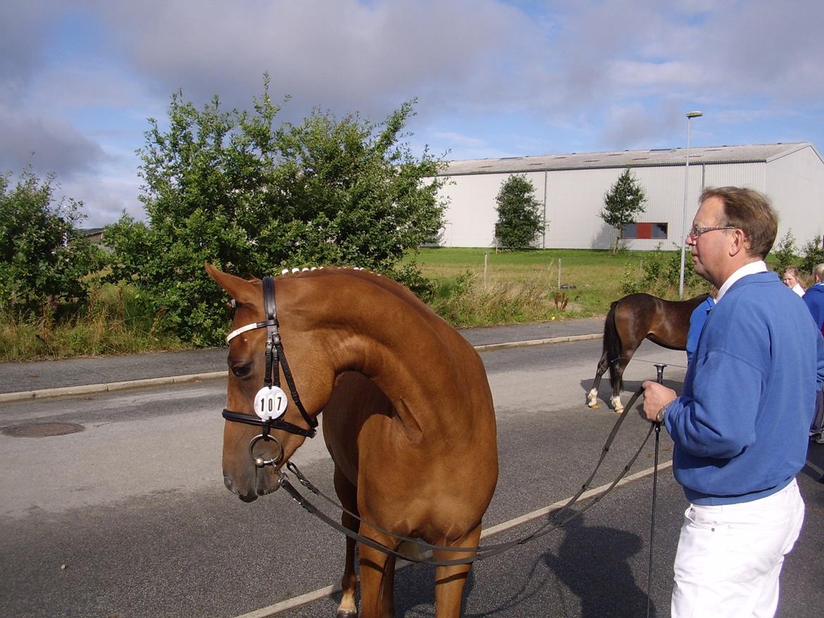 DSP Foxy Girl billede 1