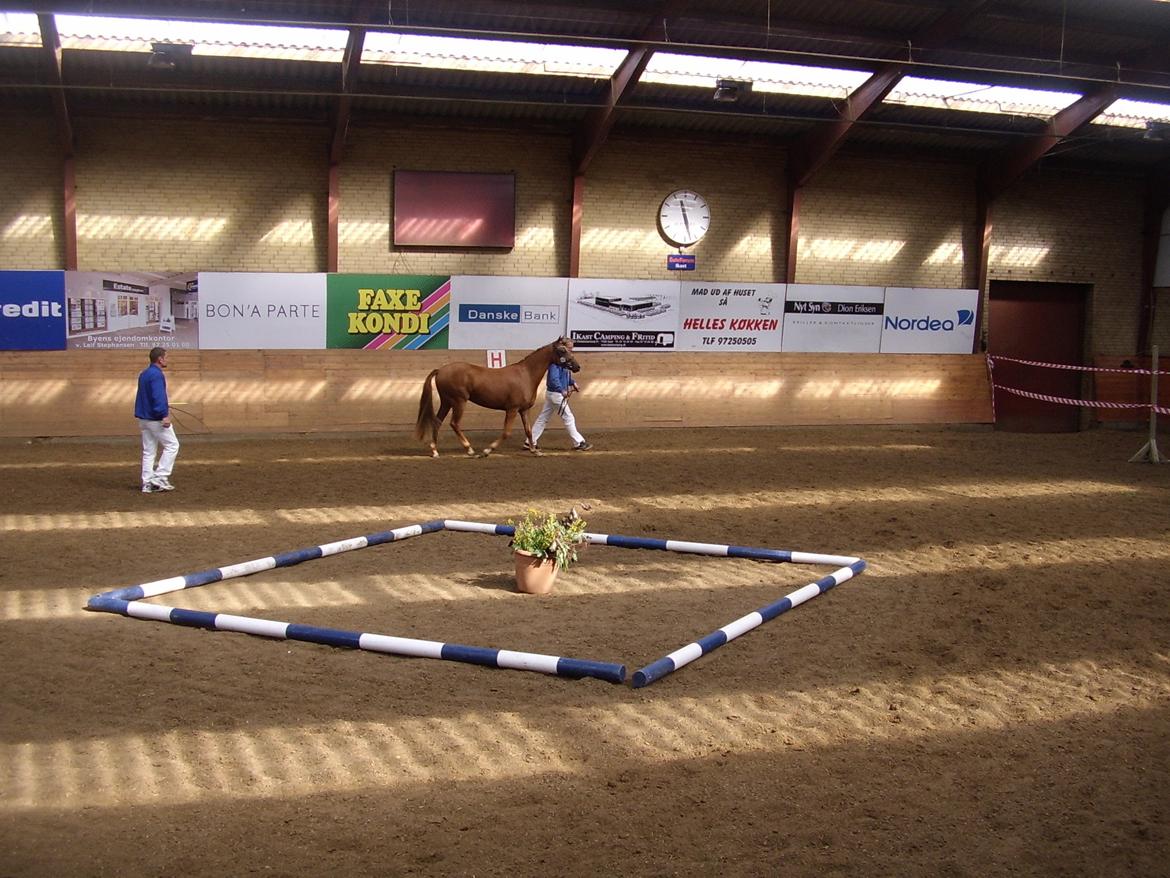 DSP Foxy Girl billede 3