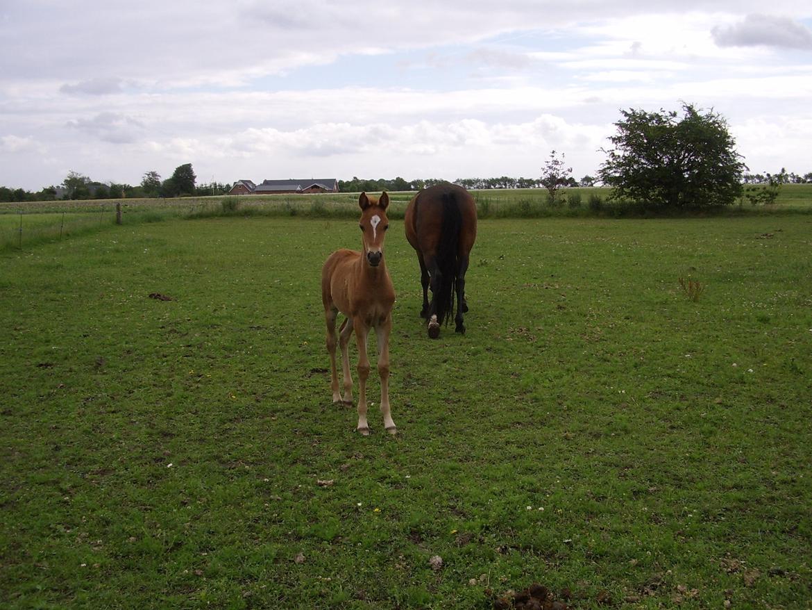 DSP Foxy Girl billede 4