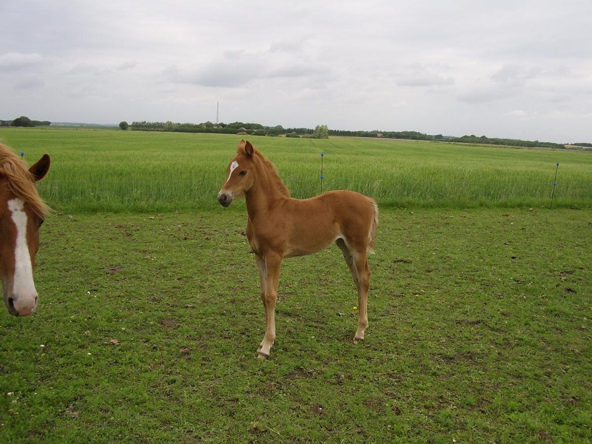 DSP Foxy Girl billede 5